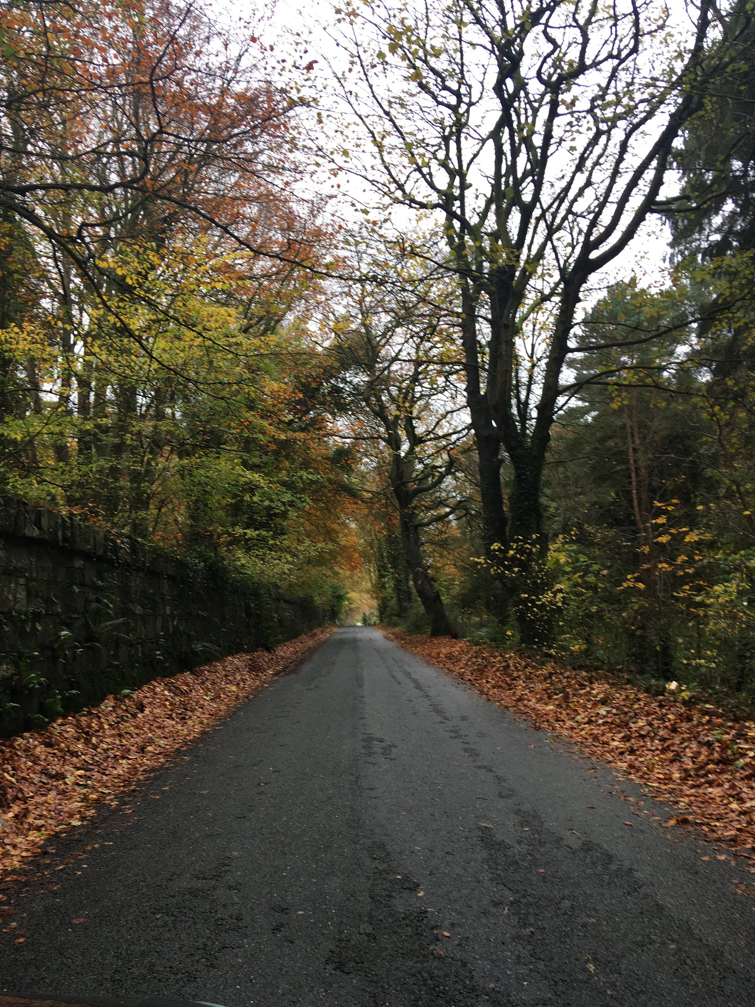 Autumn leaves